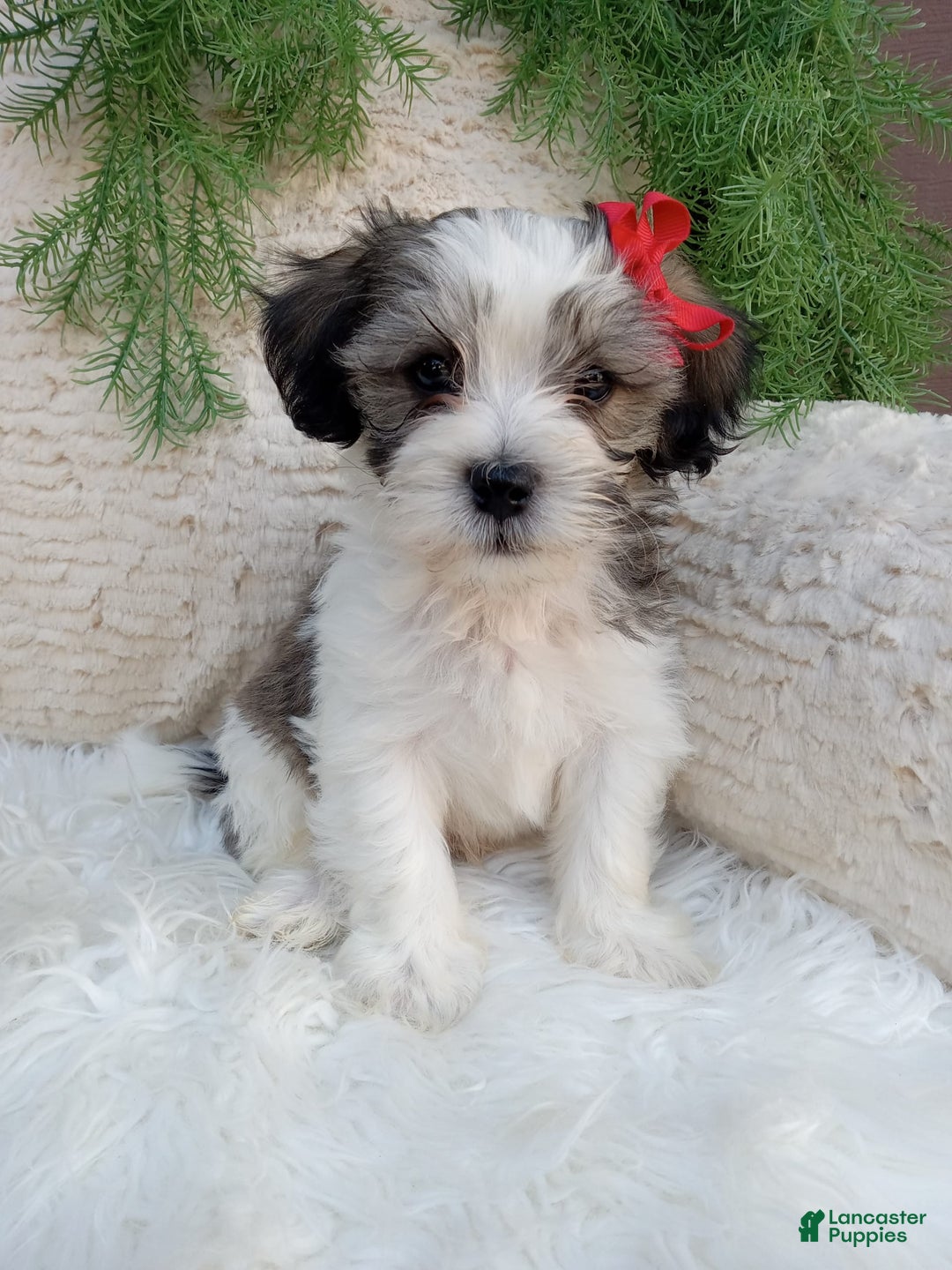 Teddy Bear dogs for sale: Leo - Image 3