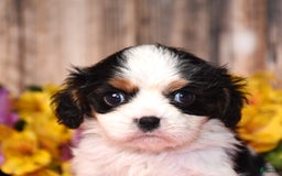 Cavalier King Charles Spaniel dogs for sale: Everly - Image 4