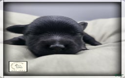 Miniature Schnauzer dogs for sale: Walter - Image 1