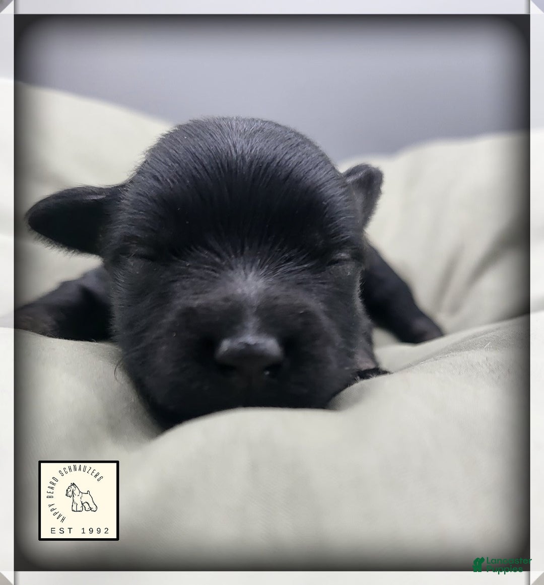 Miniature Schnauzer dogs for sale: Walter - Image 1