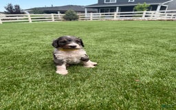 Bernedoodle dogs for sale: 4 - Image 4