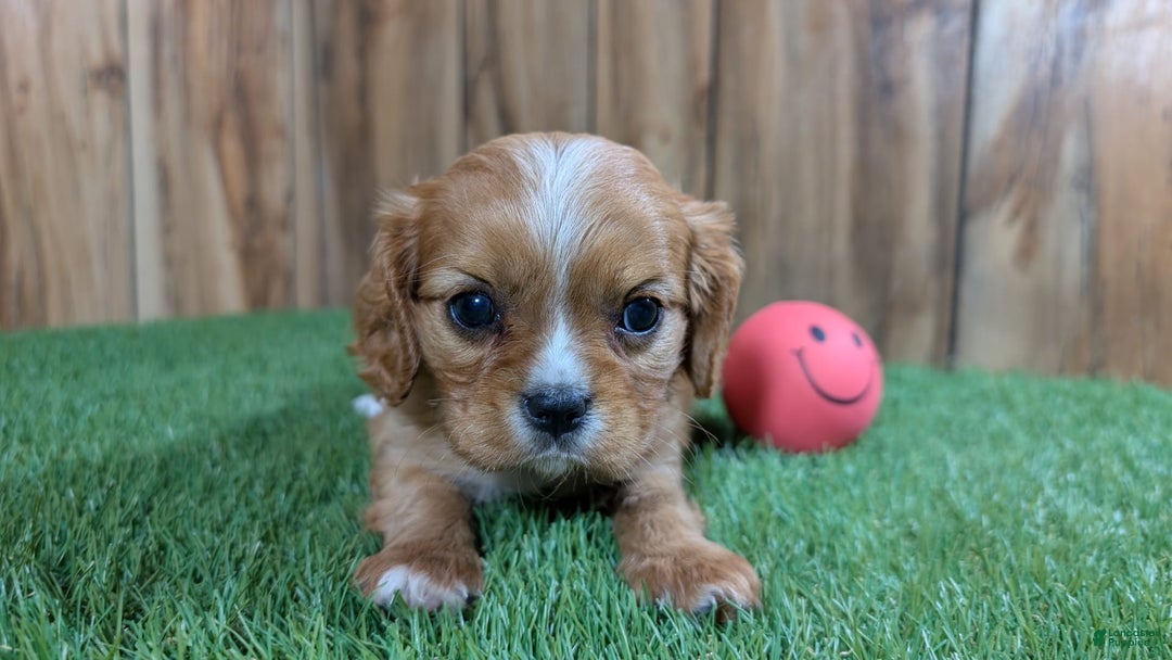 Cavalier King Charles Spaniel dogs for sale: Lucy Girl 2 - Image 8