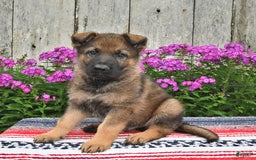 German Shepherd dogs for sale: Jaxson - Image 3