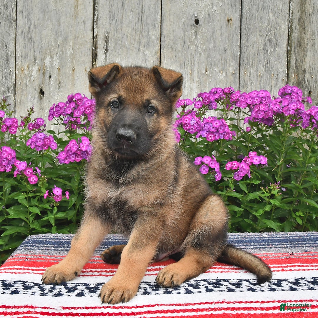 German Shepherd dogs for sale: Jaxson - Image 3