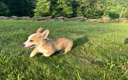 Welsh Corgi Pembroke dogs for sale: Molly - Image 8