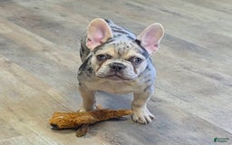French Bulldog dogs for sale: Carrie - Image 6