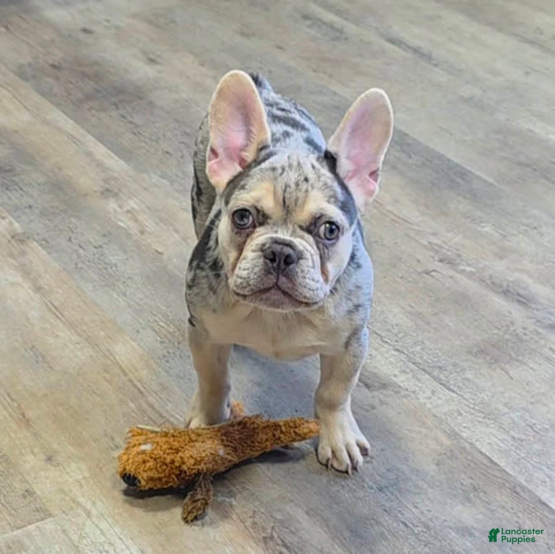 French Bulldog dogs for sale: Carrie - Image 6