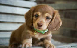 Miniature Dachshund dogs for sale: Forrest - Image 10