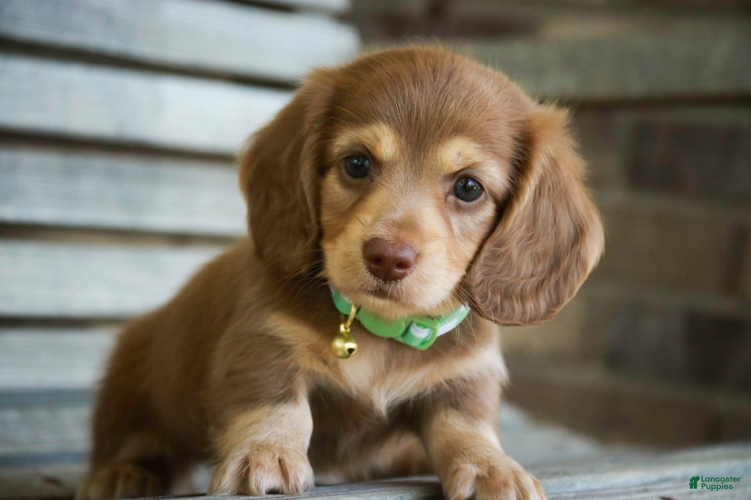 Miniature Dachshund dogs for sale: Forrest - Image 10