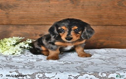Miniature Dachshund dogs for sale: Dancer - Image 4