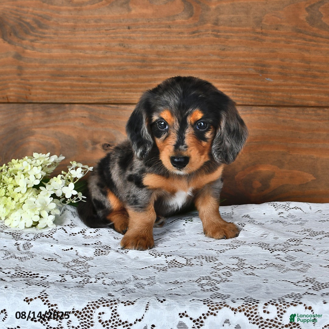 Miniature Dachshund dogs for sale: Dancer - Image 4