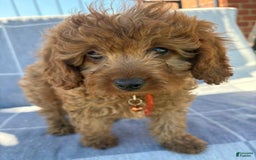 Cavapoo dogs for sale: Queen - Image 4