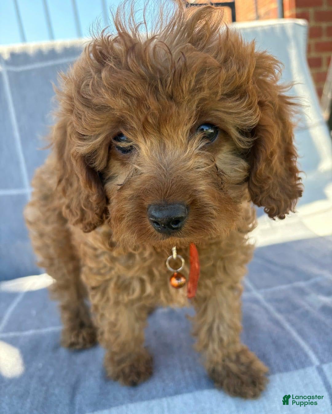 Cavapoo dogs for sale: Queen - Image 4