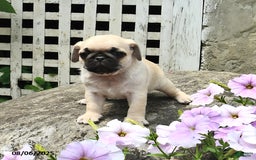 Pug dogs for sale: Pug 7 puppies - Image 3
