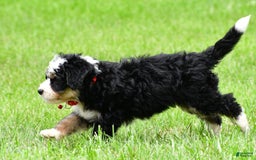 Mini Bernedoodle dogs for sale: Jay - Image 11