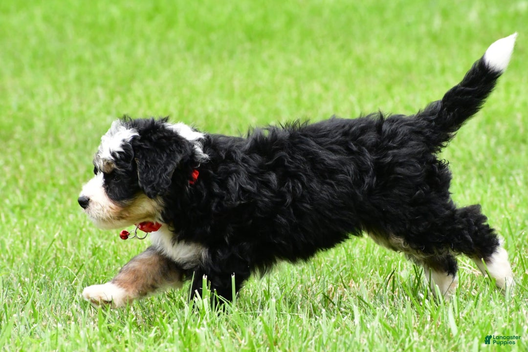 Mini Bernedoodle dogs for sale: Jay - Image 11