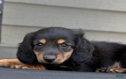 Miniature Dachshund dogs for sale: Blackie - Image 1
