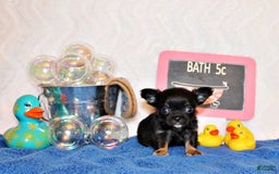 Chihuahua dogs for sale: Ventura - Image 2