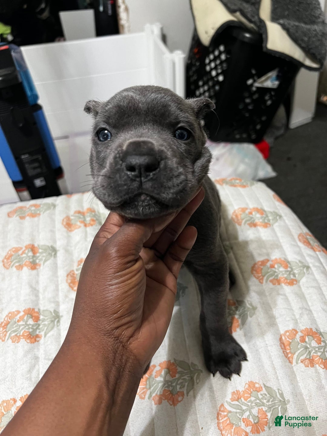 Cane Corso dogs for sale: Ms.Puff - Image 1