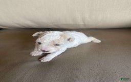 Toy Poodle dogs for sale: Bella - Image 1