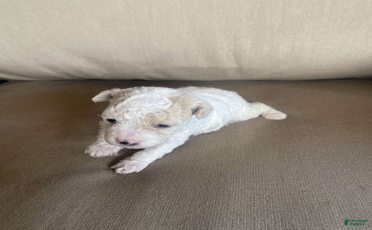 Toy Poodle dogs for sale - Ad 3