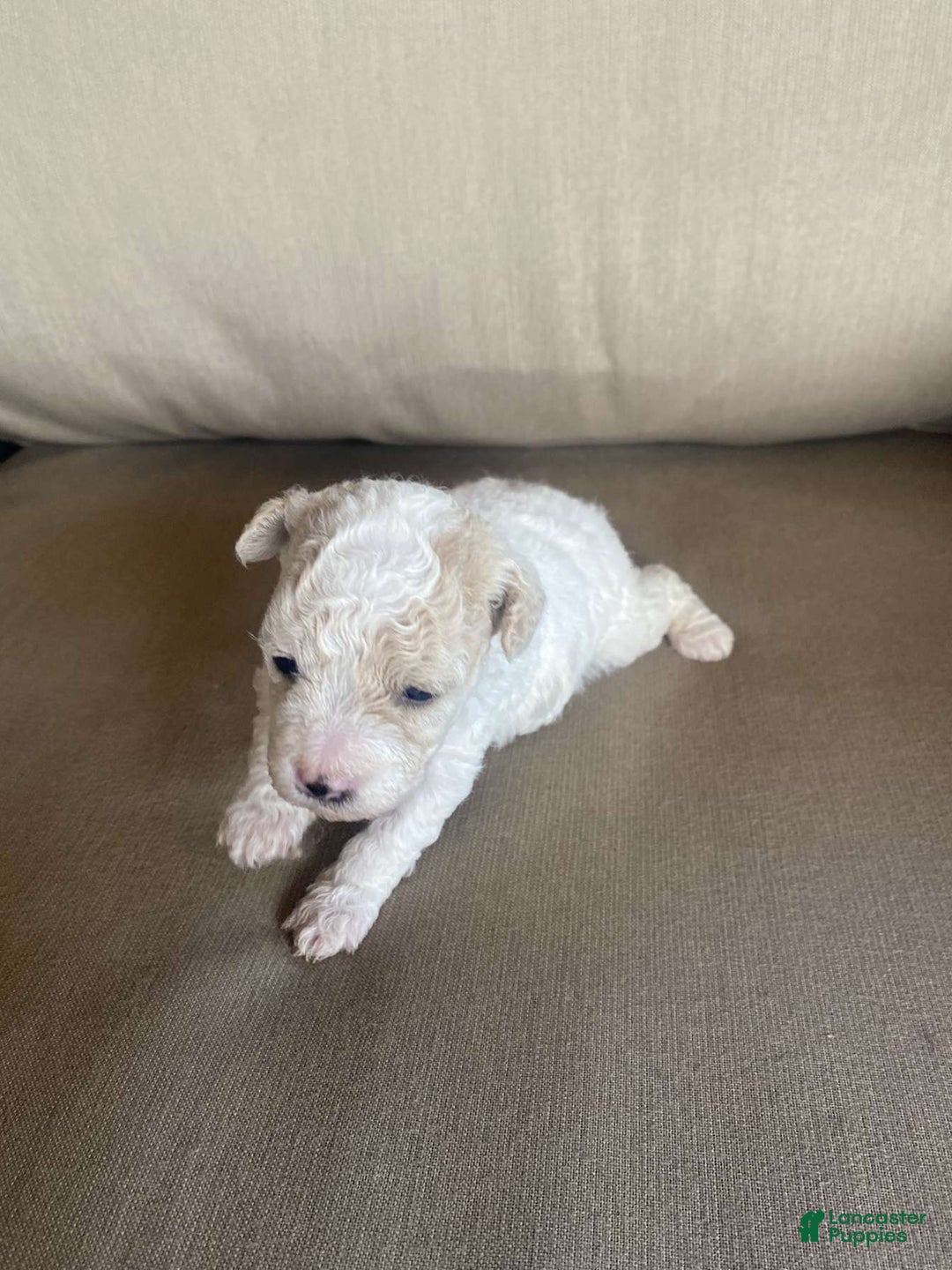 Toy Poodle dogs for sale: Bella - Image 1