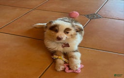 Miniature Australian Shepherd dogs for sale: Ambar - Image 1