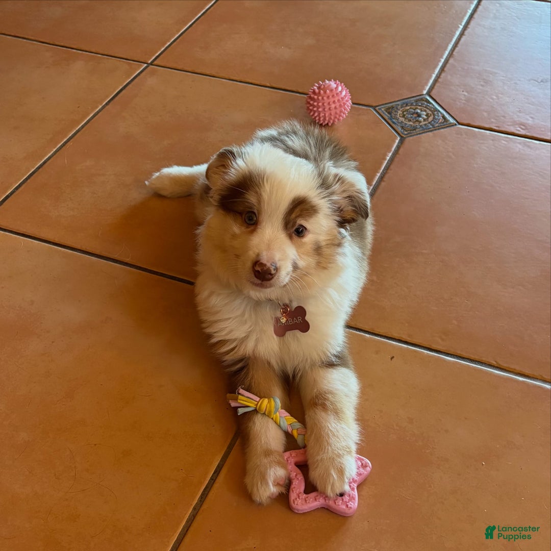 Miniature Australian Shepherd dogs for sale: Ambar - Image 1