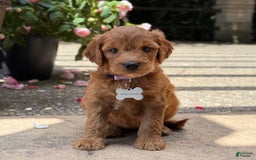 Goldendoodle dogs for sale: Lucy - Image 1