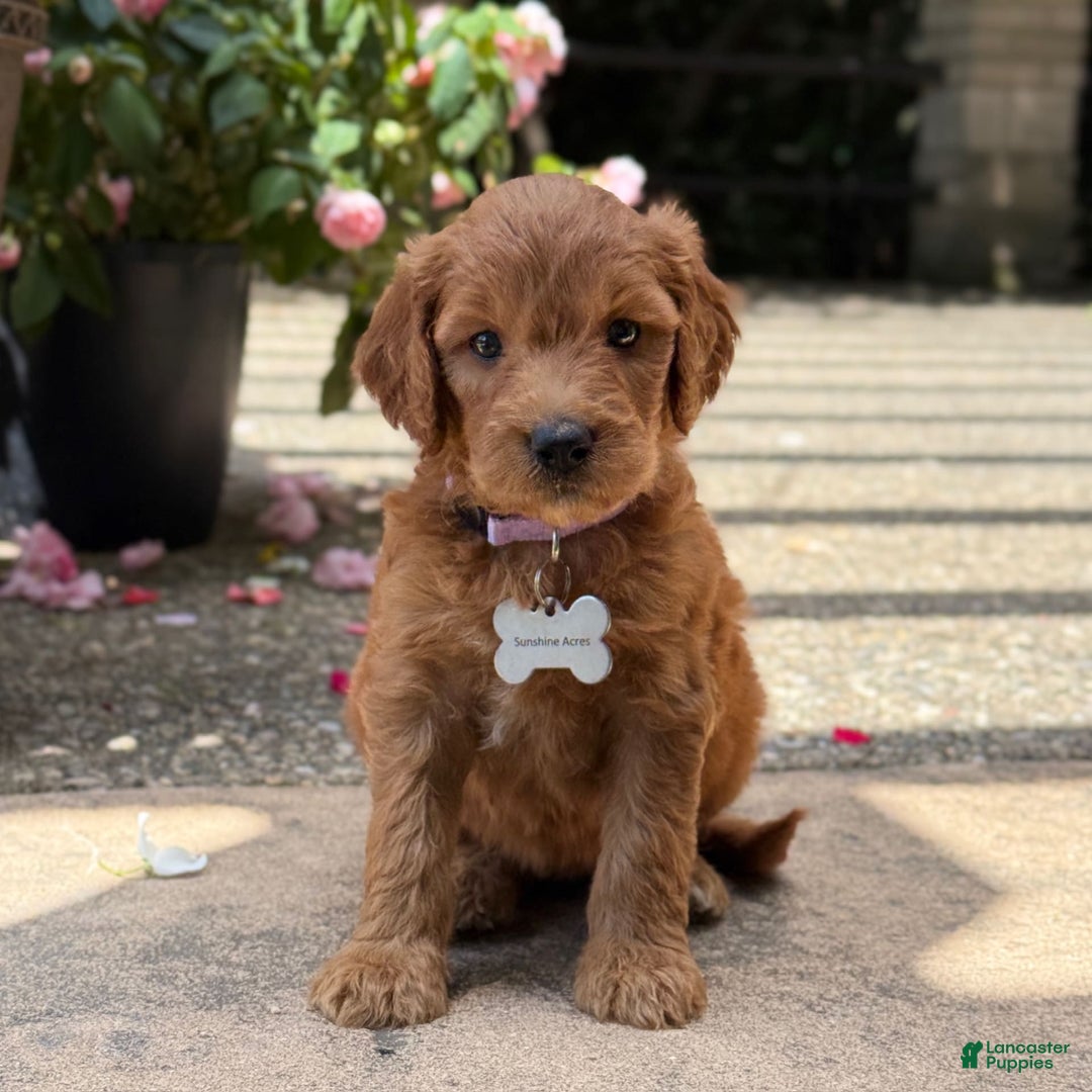 Goldendoodle dogs for sale: Lucy - Image 1