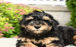 Miniature Poodle dogs for sale: Oscar - Image 7
