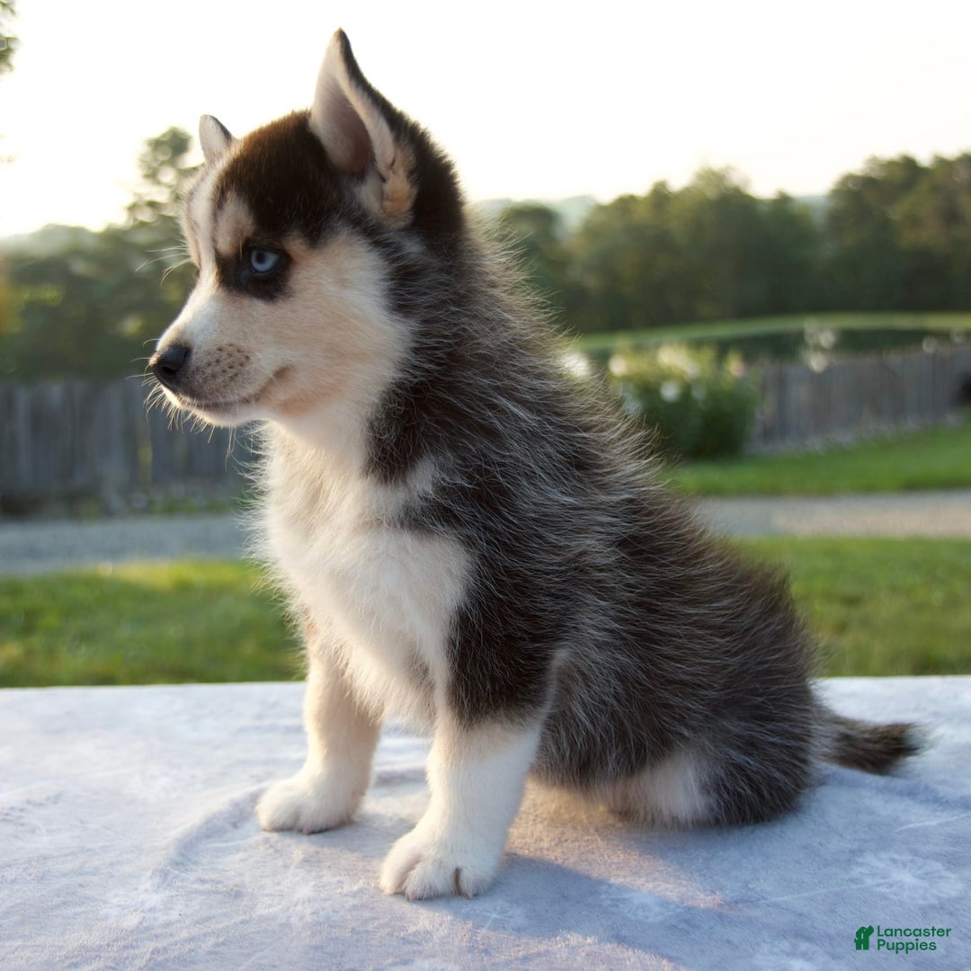 Pomsky dogs for sale: Thunder - Image 4