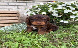 Beagle dogs for sale: Lilly - Image 4