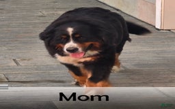 Mini Bernedoodle dogs for sale: Mason - Image 19