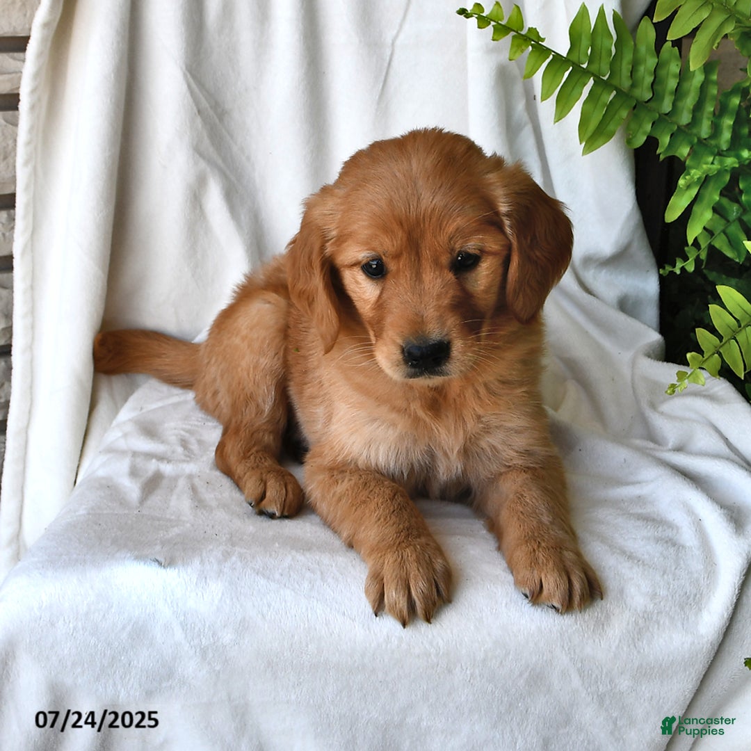 Golden Retriever dogs for sale: Rose - Image 2