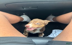 American Pit Bull Terrier dogs for sale: Roxie - Image 2