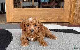 Cavapoo dogs for sale: Cutie - Image 2