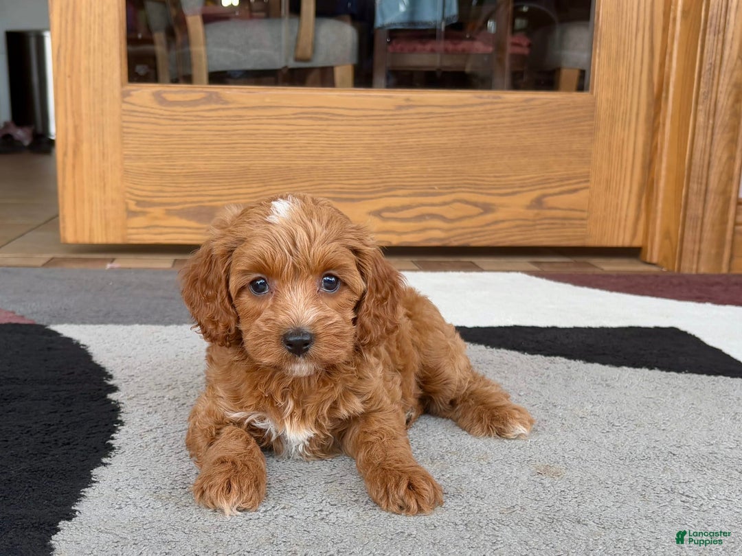 Cavapoo dogs for sale: Cutie - Image 2