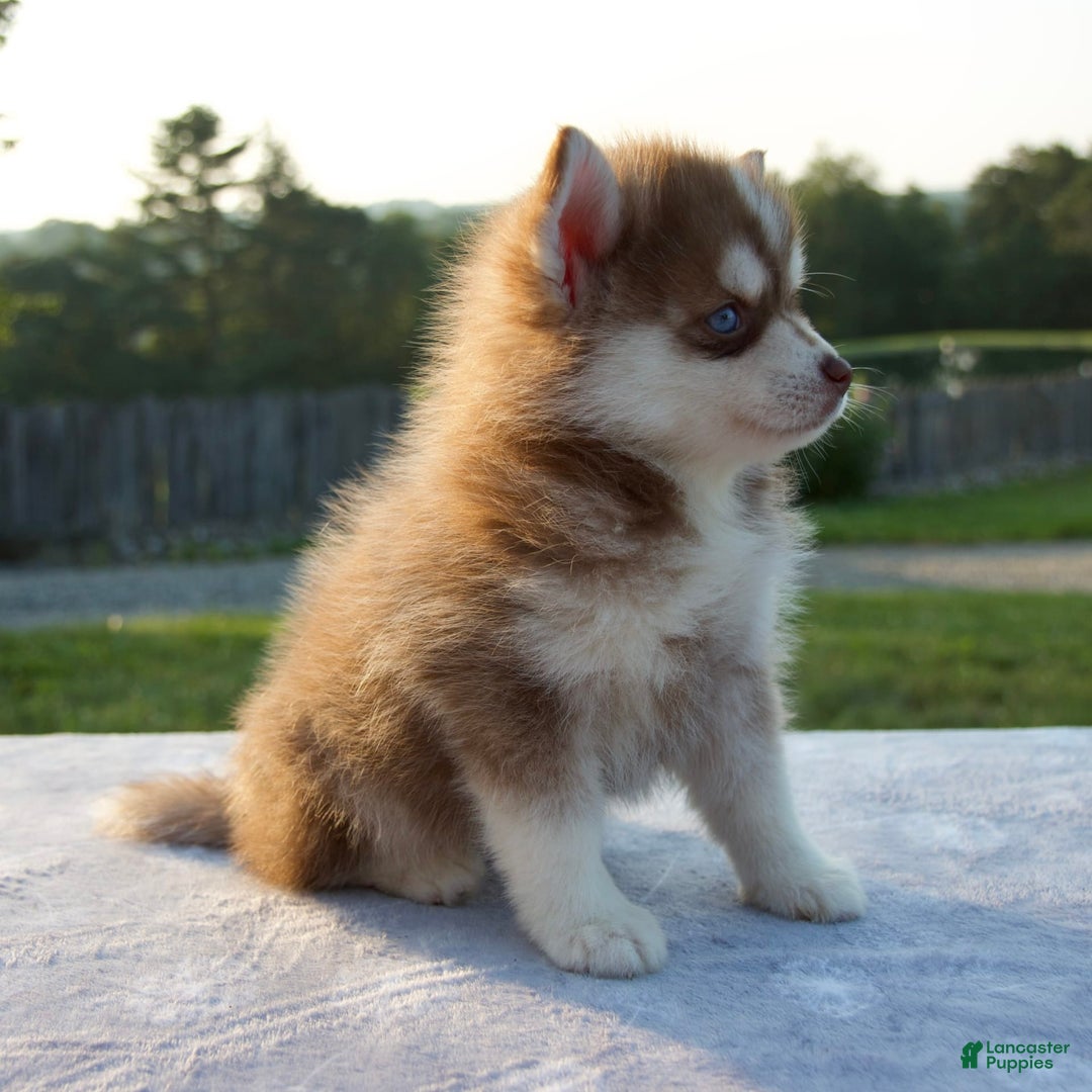 Pomsky dogs for sale: Maxy - Image 5