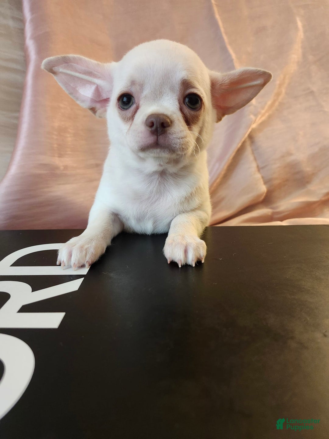 Chihuahua dogs for sale: Lord - Image 7