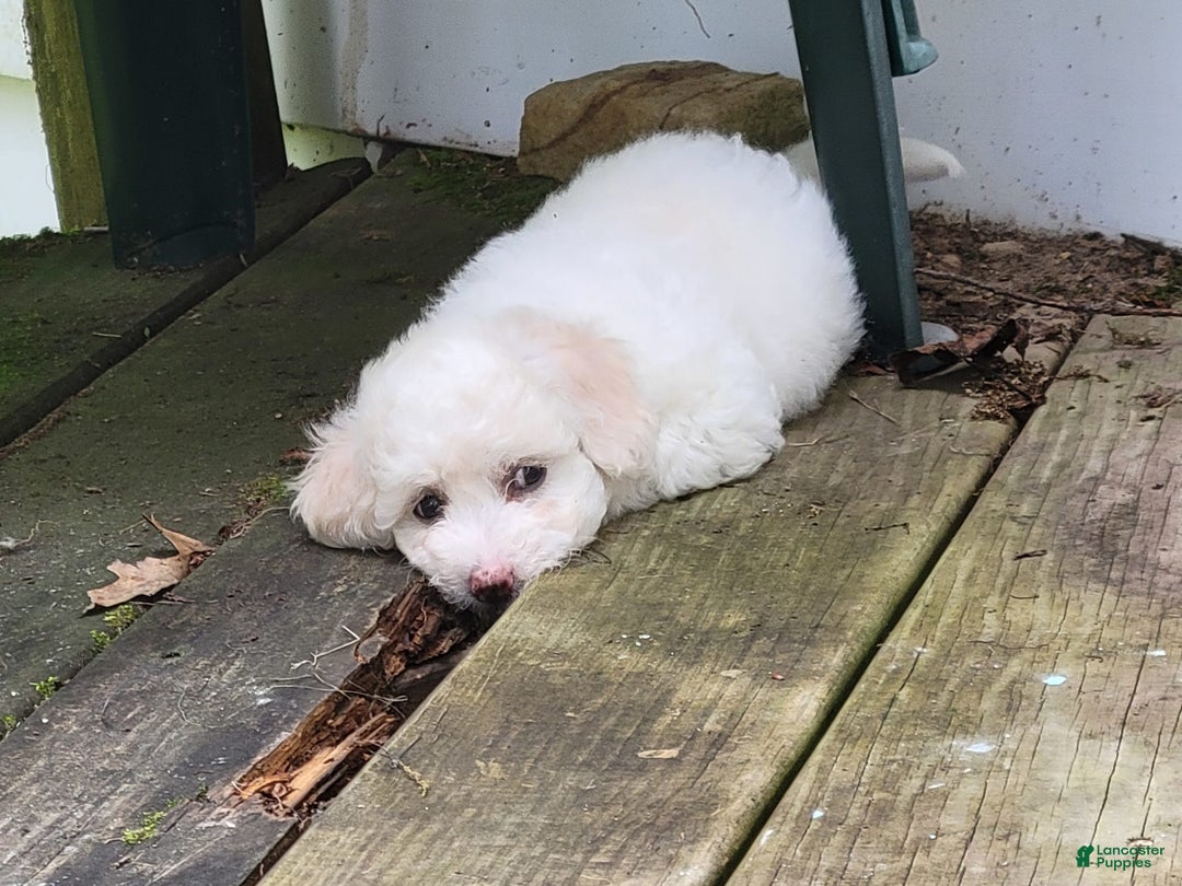 Bichpoo dogs for sale: Ella - Image 2
