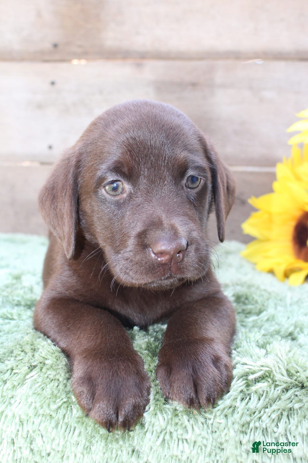 Labrador Retriever dogs for sale: Woody - Image 6