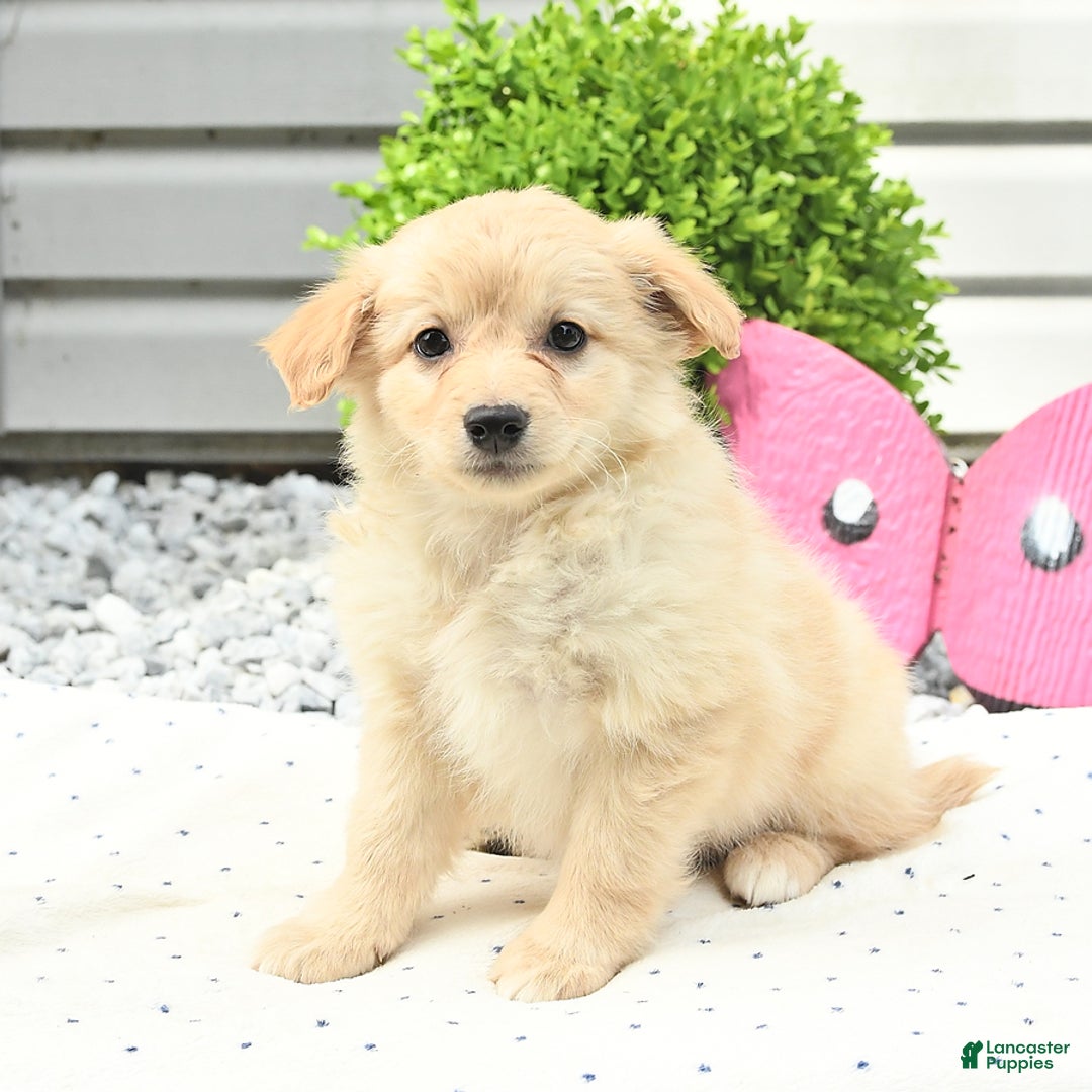 Pomeranian dogs for sale: Pomeranian 9 puppies - Image 21