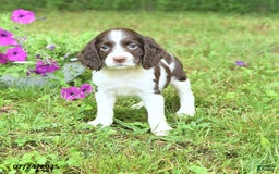 English Springer Spaniel dogs for sale: Pansy - Image 3