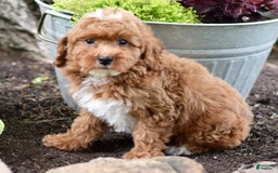 Miniature Poodle dogs for sale: Lucky - Image 18