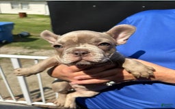 French Bulldog dogs for sale: Chloe - Image 1