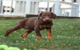 Doberman Pinscher dogs for sale: Dusty - Image 13