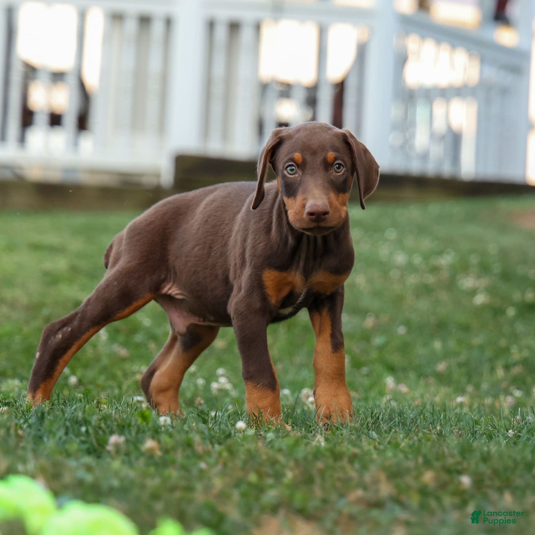 Doberman Pinscher dogs for sale: Dusty - Image 13