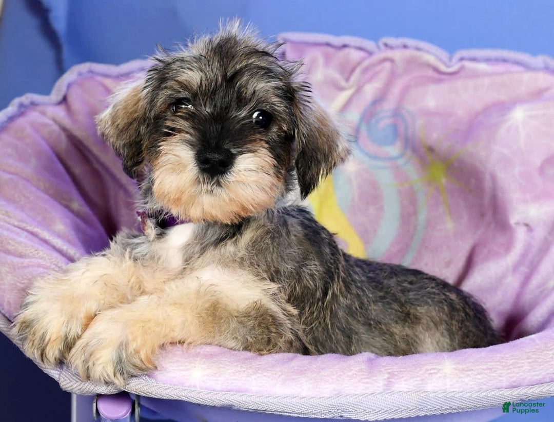 Miniature Schnauzer dogs for sale: Brenda - Image 8