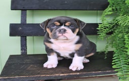 Olde English Bulldogge dogs for sale: Rosie - Image 3